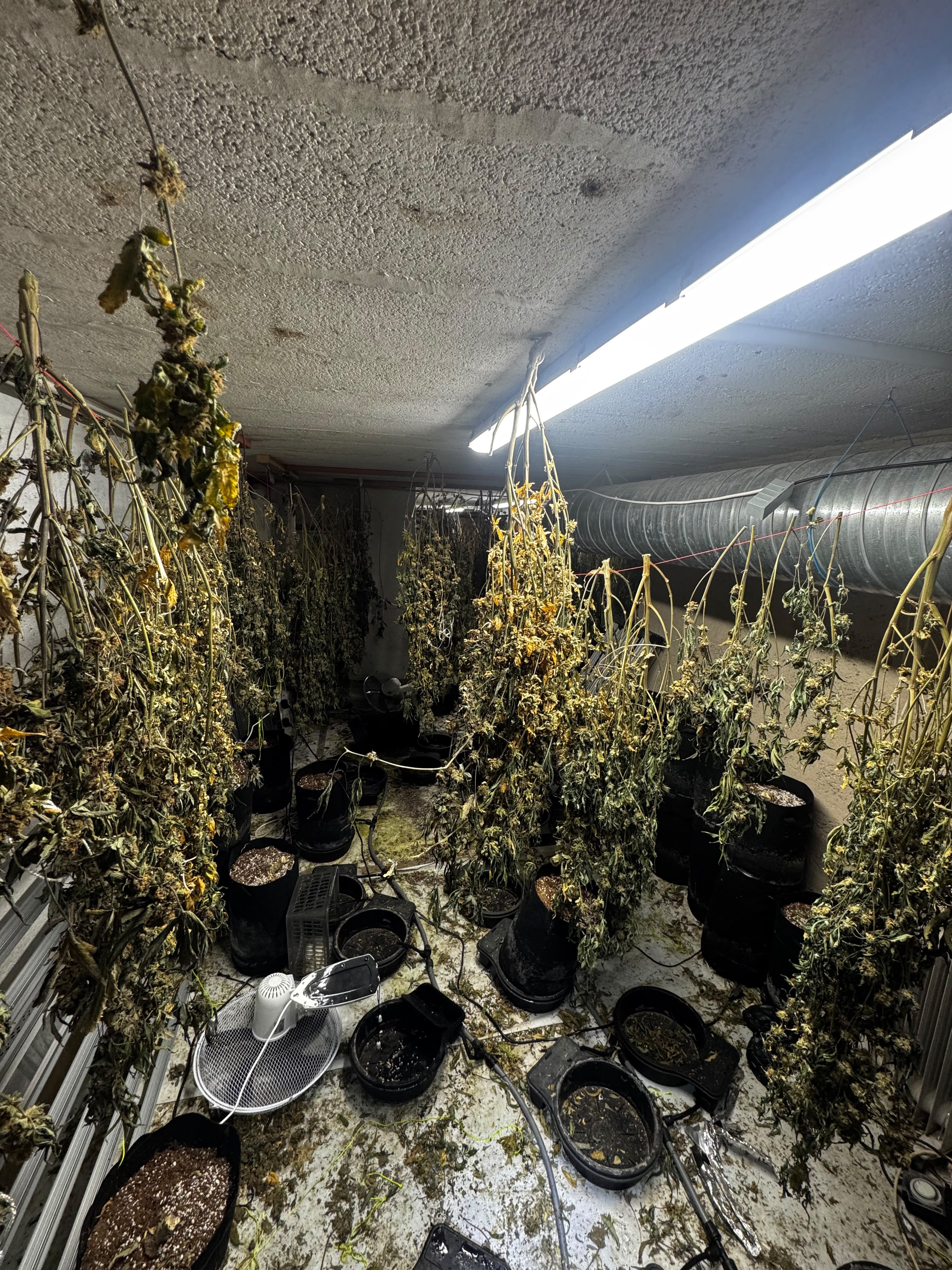 Paignton cannabis grow.jpg