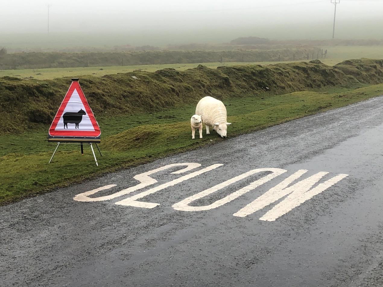 Bodmin Moor livestock and signage.jpg