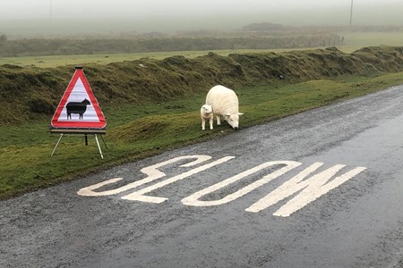 Bodmin Moor livestock and signage.jpg