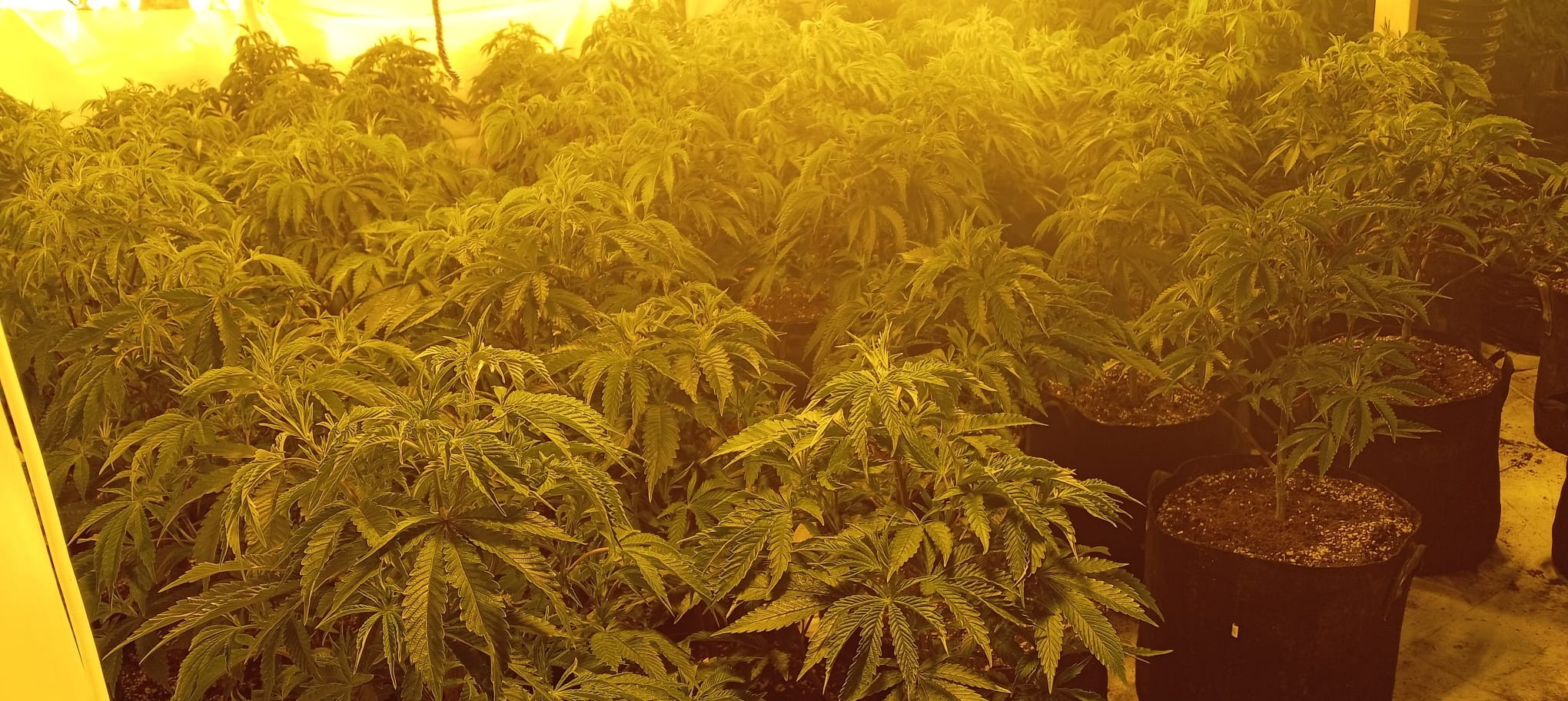 South Molton Cannabis 02.jpg