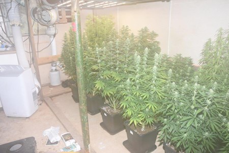 0625.23 Drugs job, Camborne bags of suspected cannabis plants.jpg