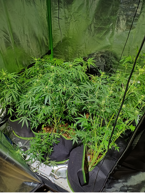 SD25 - Teignbridge seizure.jpg